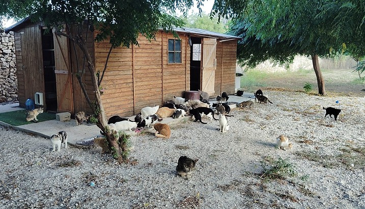 Esterilitzacions de gats i control de les colònies felines en Pedreguer